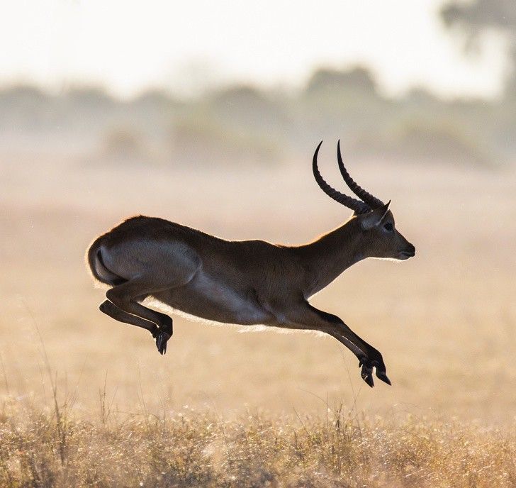 ve dep cua dong vat hoang da o nhung noi nguy hiem nhat the gioi