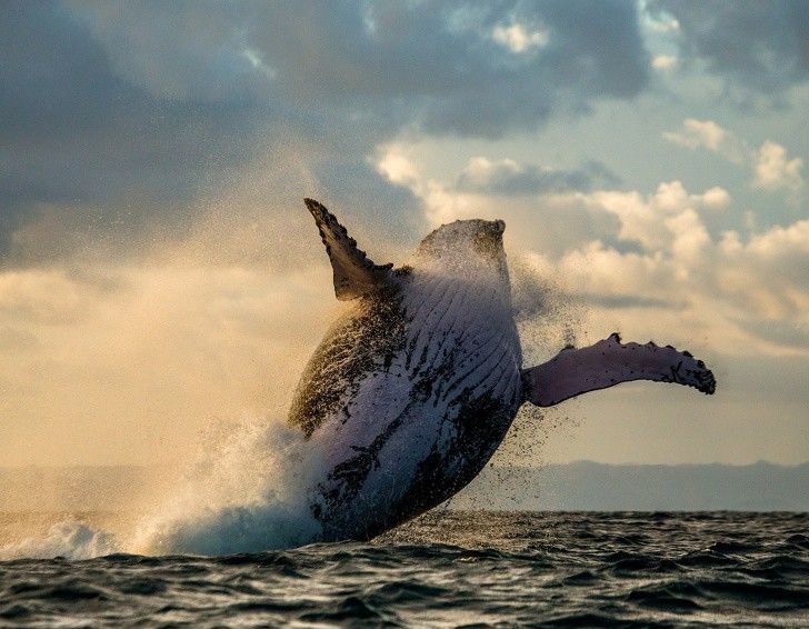 ve dep cua dong vat hoang da o nhung noi nguy hiem nhat the gioi