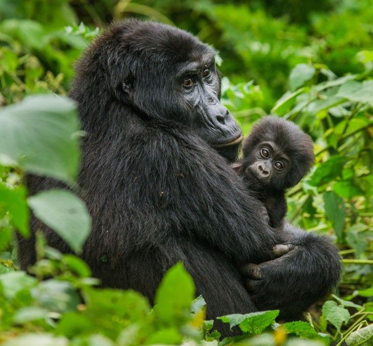 ve dep cua dong vat hoang da o nhung noi nguy hiem nhat the gioi