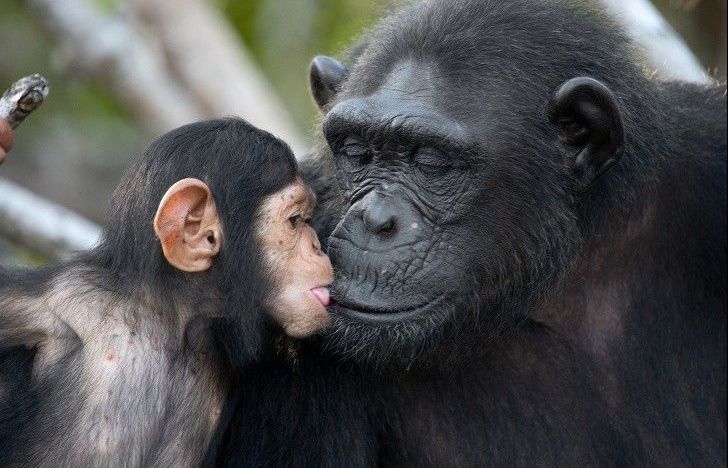 Nhiếp ảnh gia người Nga với những bức ảnh động vật hoang dã đẹp và đầy xúc động