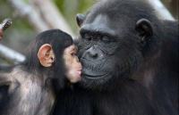 tan chay voi nhung khoanh khac tinh cam than thiet cua cho va meo