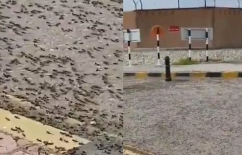 Dân mạng sốc với video bầy châu chấu hàng triệu con xâm chiếm đường phố