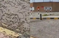Dân mạng sốc với video bầy châu chấu hàng triệu con xâm chiếm đường phố