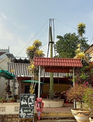 Cây xương rồng to như cột điện, cao hơn tòa nhà 2 tầng ở Việt Nam