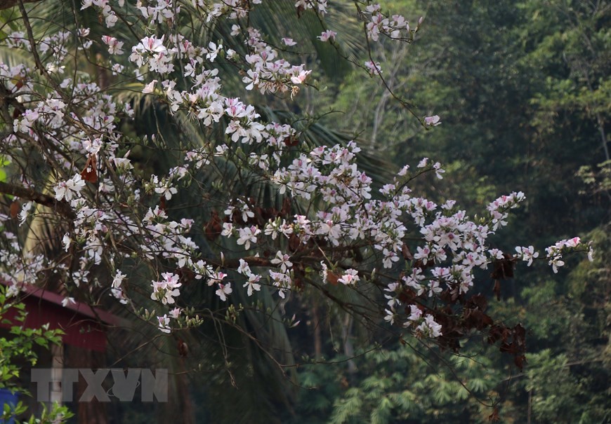 Giới thiệu vẻ đẹp của hoa ban trong chuỗi hoạt động 'Mùa Xuân nho nhỏ' Giới thiệu vẻ đẹp của hoa ban trong chuỗi hoạt động 'Mùa Xuân nho nhỏ'