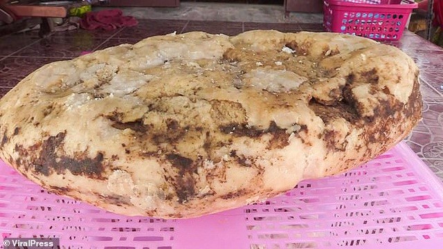 Đi dạo trên bờ biển, vô tình nhặt được khối long diên hương trị giá hơn 6 tỷ đồng