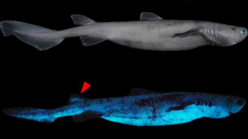 New Zealand: Phát hiện cá mập phát sáng khổng lồ