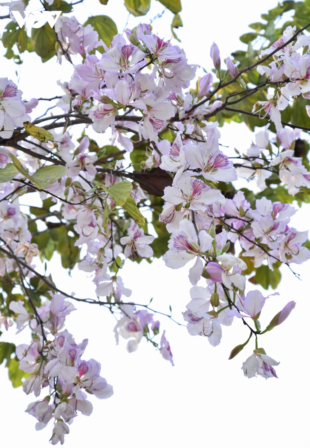 Tại Điện Biên, các khu vực dễ bắt gặp những cánh rừng ban là ở Na Ư (huyện Điện Biên) hay Sa Lông (huyện Mường Chà).