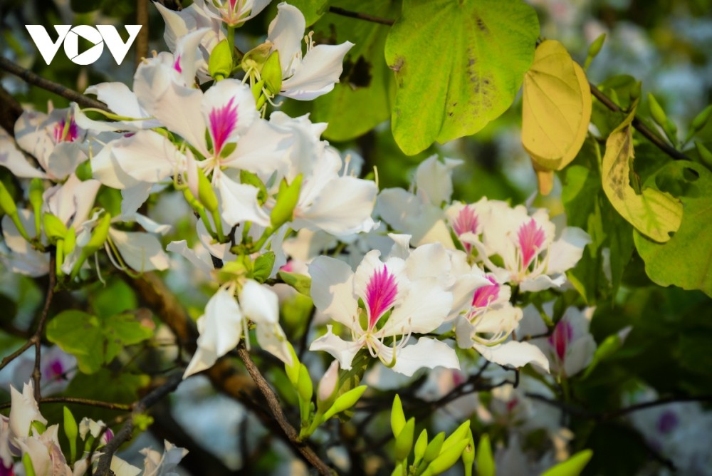 Đây là thời điểm nắng không quá gắt, ảnh chụp cánh hoa trắng xen dưới nắng sẽ đẹp hơn.