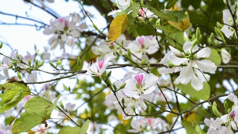 Ngắm hoa ban nở trắng núi rừng Điện Biên