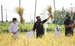 Củng cố nền kinh tế giữa đại dịch Covid-19, Indonesia phát triển mô hình du lịch nông nghiệp