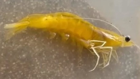 Sóc Trăng: Bắt được 1 con tôm màu vàng cực hiếm