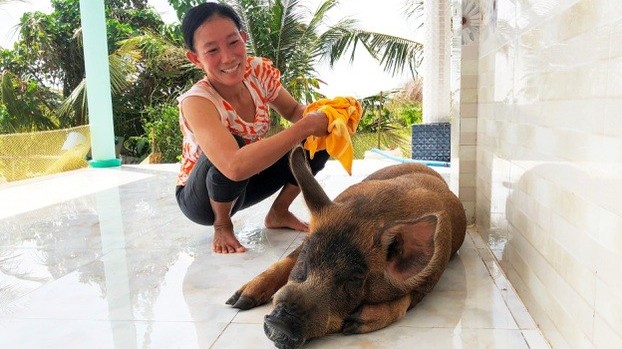 Bạc Liêu: Chú heo 50kg được chủ cho ở trong nhà, chiều như thú cưng