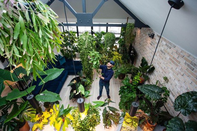 Bộ sưu tập cây quý hiếm với mỗi chiếc lá của cây đột biến có giá gần 400 triệu đồng