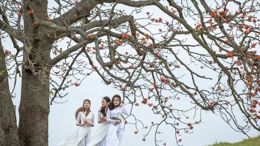 Bắc Giang: Cây gạo cổ thụ 'song sinh' đẹp như tranh vẽ hút khách check-in