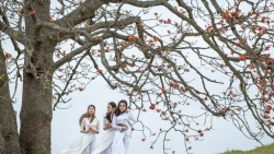 Bắc Giang: Cây gạo cổ thụ 'song sinh' đẹp như tranh vẽ hút khách check-in