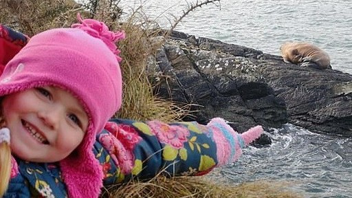 Hải mã lênh đênh trên biển hàng nghìn km vì ngủ quên trên núi băng trôi