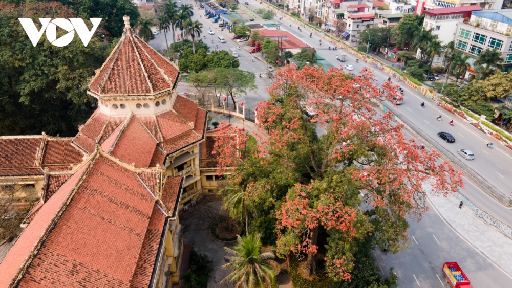 Hà Nội rực rỡ mùa hoa gạo thắp lửa