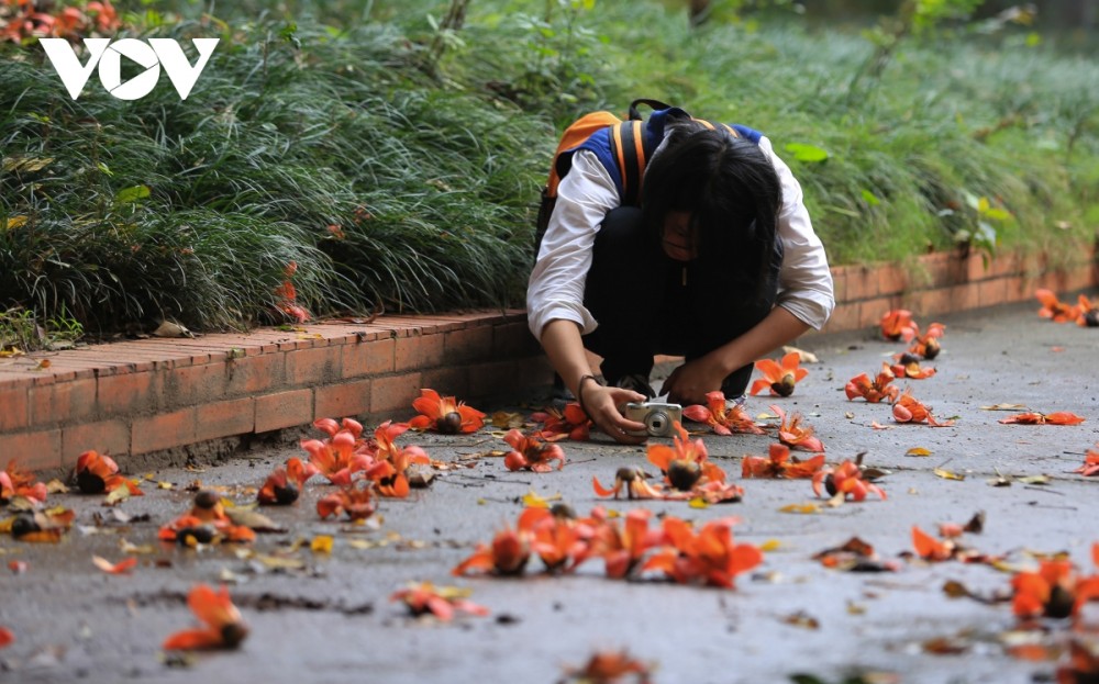 Hà Nội rực rỡ mùa hoa gạo thắp lửa