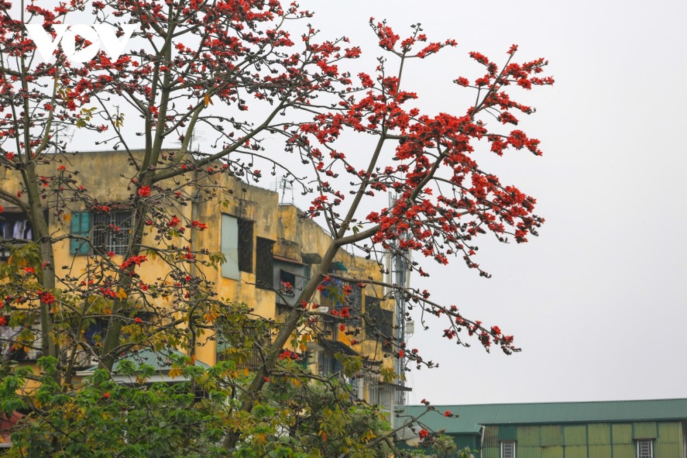 Hà Nội rực rỡ mùa hoa gạo thắp lửa