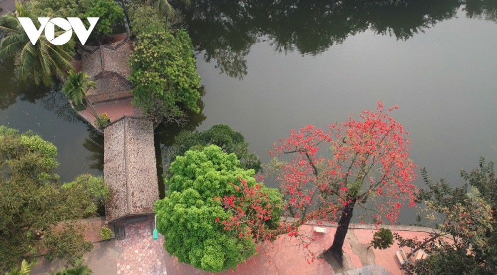 Hà Nội rực rỡ mùa hoa gạo thắp lửa