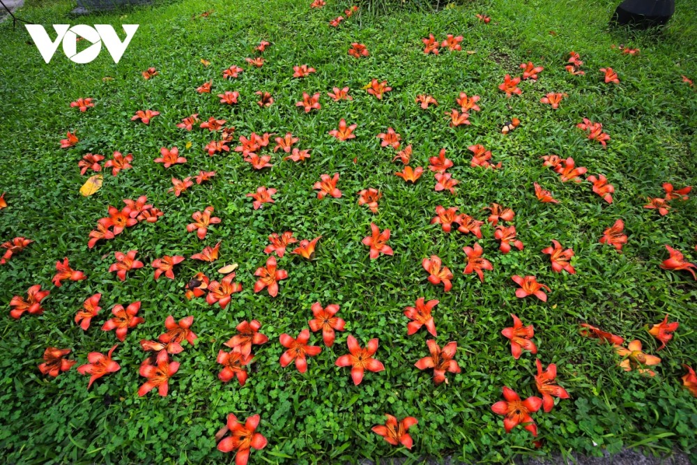 Hà Nội rực rỡ mùa hoa gạo thắp lửa