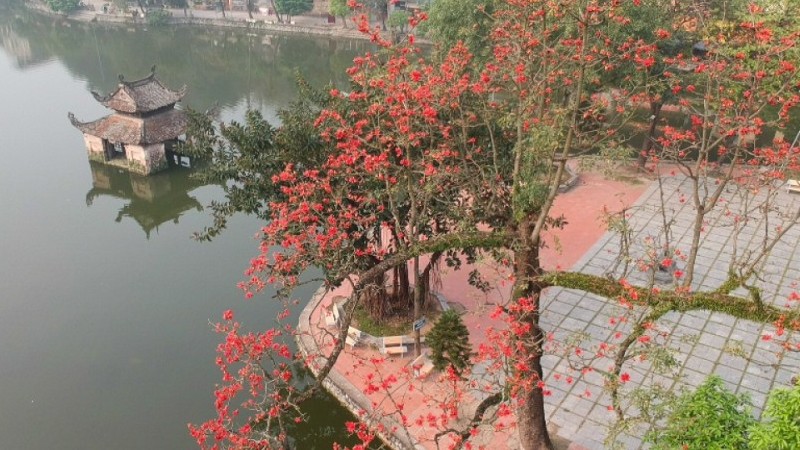 Chiêm ngưỡng mùa hoa gạo rực rỡ, thắp lửa đỏ trời Hà Nội