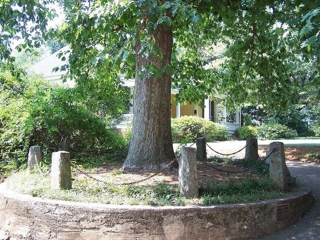 Mỹ: Cây cổ thụ duy nhất thế giới có quyền sở hữu chính mình và đất xung quanh