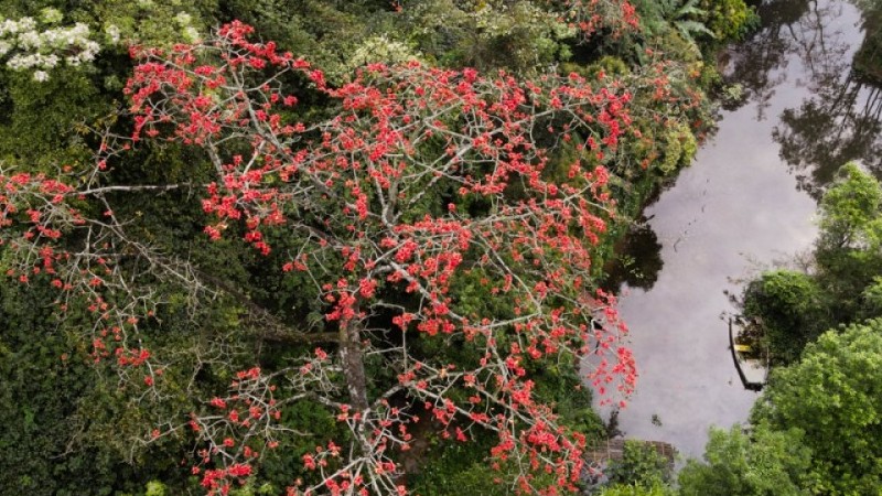 Vãn cảnh chùa Hương, du khách ngỡ ngàng trước vẻ đẹp của hoa gạo cổ khi bung nở