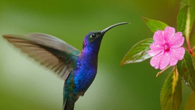 Những sự thật thú vị, bất ngờ và đáng yêu về các loài động vật