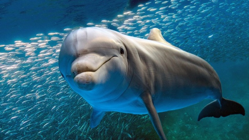 Những hình ảnh ấn tượng về thế giới đại dương