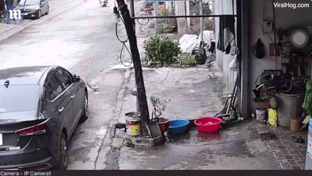 Báo Anh đăng video cá ‘thoát thân’ khỏi chậu nước ở Việt Nam