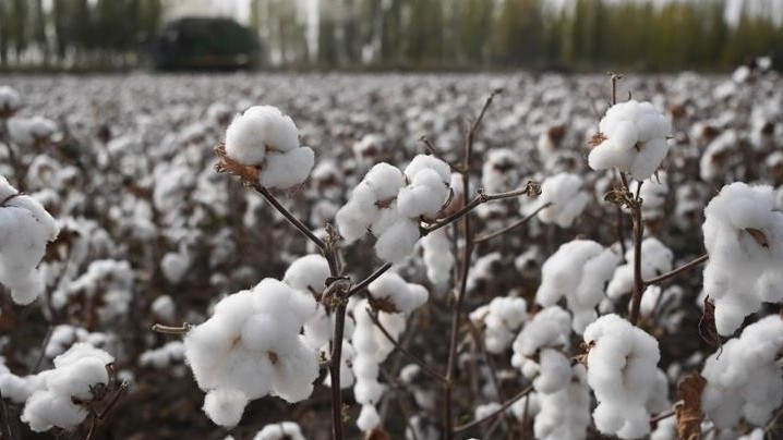 Trung Quốc: Cánh đồng bông ở Tân Cương hút khách tham quan