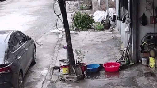 Báo Anh đăng video con cá ‘thoát thân’ khỏi chậu nước ở Việt Nam