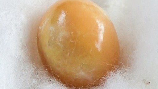 Thái Lan: Cô gái nghèo hy vọng 'đổi đời' nhờ nhặt được viên ngọc trai quý hiếm