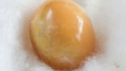 Thái Lan: Cô gái nghèo hy vọng 'đổi đời' nhờ nhặt được viên ngọc trai quý hiếm