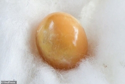 Thái Lan: Cô gái nghèo hy vọng 'đổi đời' nhờ nhặt được viên ngọc trai quý hiếm