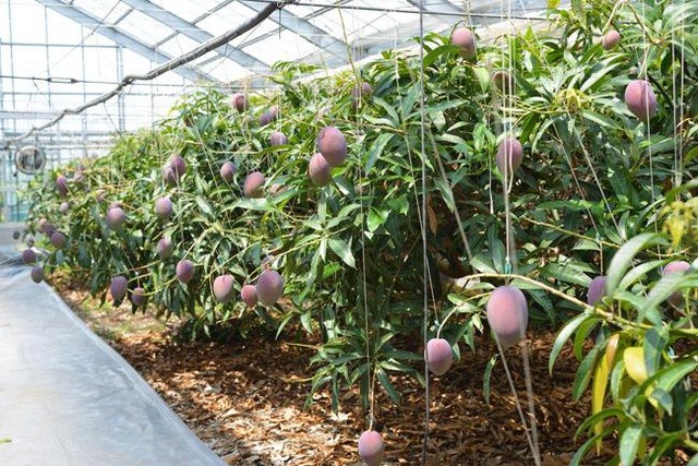 Trước đây, người trồng tự hái quả bằng cách cắt cuống khi nhận thấy chúng đã chín. Nhưng một số người cho biết, xoài ngon nhất khi chín hoàn toàn rồi rụng một cách tự nhiên. Cho nên, các nông dân áp dụng cách thu hoạch độc đáo này.