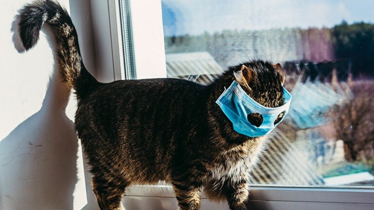 Nga đăng ký vaccine ngừa Covid-19 đầu tiên trên thế giới dành cho thú cưng