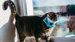 Nga đăng ký vaccine ngừa Covid-19 đầu tiên trên thế giới dành cho thú cưng