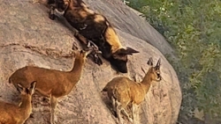 Linh dương khéo léo di chuyển trên vách đá thoát khỏi bầy chó hoang dung dữ