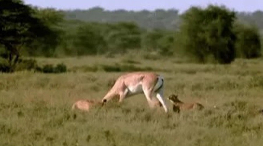 Linh dương không những thoát nạn mà còn khiến báo săn phải trả giá đắt