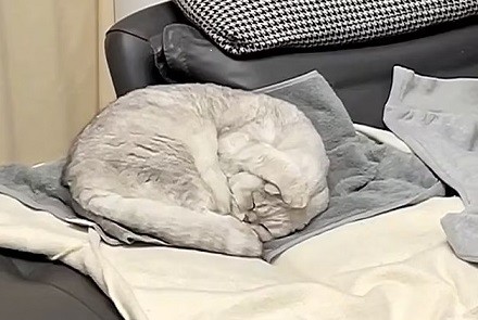 Chú mèo đáng yêu, lấy chân bịt tai khi chủ nhà ngáy to