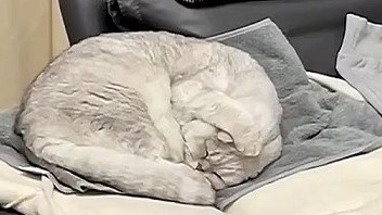 Chú mèo đáng yêu, lấy chân bịt tai khi chủ nhà ngáy to