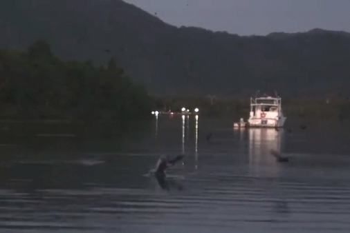 Cá sấu nước mặn Australia phi thân trên mặt nước bắt dơi