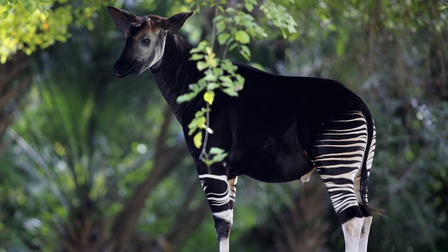Con vật kỳ lạ, bề ngoài giống hươu cao cổ và ngựa vằn