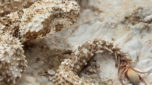 Tập tính săn mồi ấn tượng và tinh vi của rắn đuôi nhện