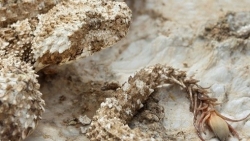 Tập tính săn mồi ấn tượng và tinh vi của rắn đuôi nhện