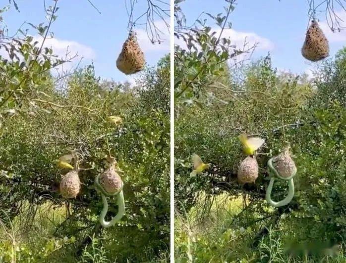 Đàn chim thợ dệt 'chống trả' rắn độc để bảo vệ các con non