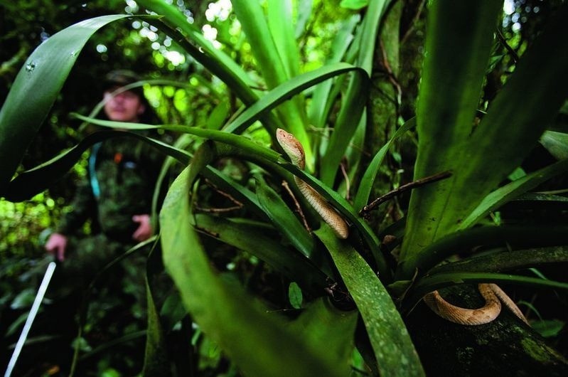 Brazil: Tìm hiểu đảo rắn độc - nơi con người không được phép đặt chân Brazil: Tìm hiểu đảo rắn độc - nơi con người không được phép đặt chân